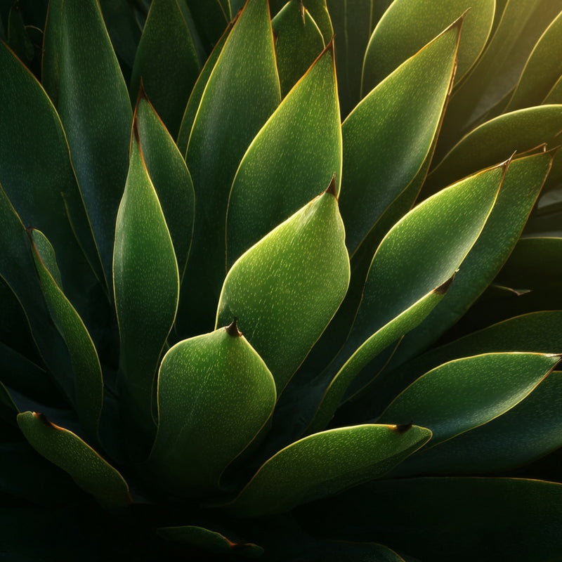 AGAVE